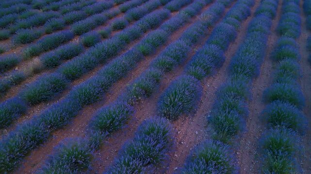 Lavender fields in bloom before being harvested. Aerial view from a drone at sunset. Cilleruelo de Arriba. Arlanza region. Burgos province. Autonomous community of Castilla y Leon. Spain. Europe