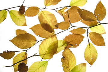 yellowed beech leaves in autumn with transparent background