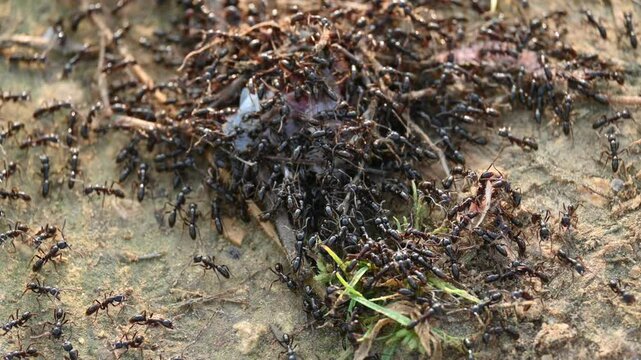 Flock of ants is eating a dead insect. These ants always live in a flock. Lots of black ants. Large group of ants.