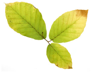 yellowed beech leaves in autumn with transparent background