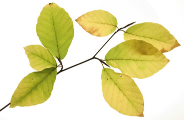 yellowed beech leaves in autumn with transparent background