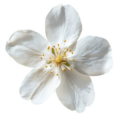 delicate white blossom with soft petals and vibrant yellow stamens, symbolizing purity and beauty. This elegant flower adds touch of natures charm to any setting