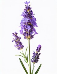Fototapeta premium Purple lavender flower bloom