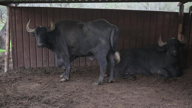A close-up of a black water buffalos standing in a muddy field, with trees in the background. Another buffalo is partially visible in the foreground