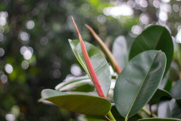 Red rubber plant or Ficus elastica with blurred background.
