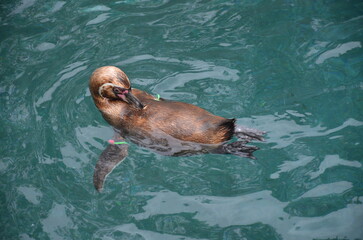 Fototapeta premium Life of penguins in a captivity in Jungle Park, Tenerife