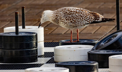 Goëland marin qui mange du junk food sur une terrasse à la mer