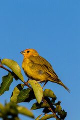 canary of the earth - sicalis flaveola