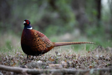 pheasant in the wild