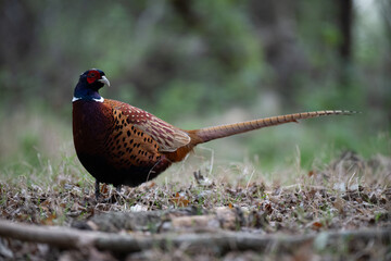pheasant in the wild