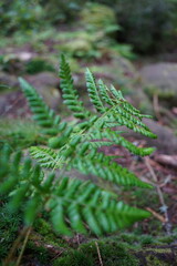 Góry Stołowe, Polska © Strumyk