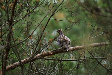Hazel grouse (Tetrastes bonasia) in the forest hiding in a tree in autumn.