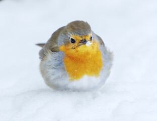 European robin (erithacus rubecula) sitting in the snow in early spring.	
