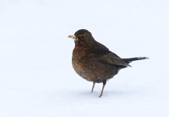 Common blackbird or Eurasian blackbird (Turdus merula) female standing in the snow in early spring.