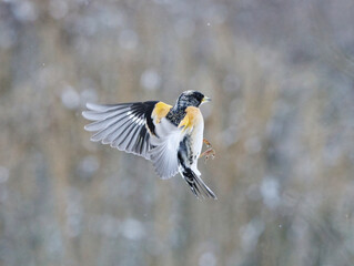 Brambling (Fringilla montifringilla) male flying in snowfall in early spring.	