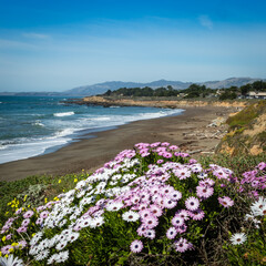 Coastal scene in spring