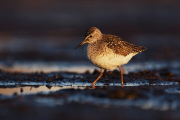 Wood sandpiper (Tringa glareola) feeding in the wetlands in spring.	
