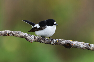 European pied flycatcher (Ficedula hypoleuca) male sitting on a branch in spring.	