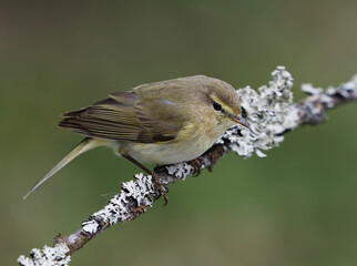 Common chiffchaff (Phylloscopus collybita) perched on a branch in spring.	
