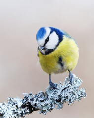 Eurasian blue tit (Cyanistes caeruleus) sitting on a branch in the garden in spring.	
