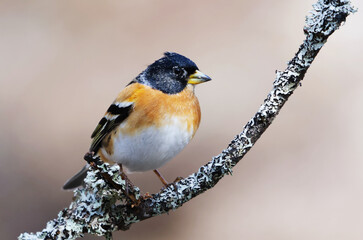 Brambling (Fringilla montifringilla) male perched on a branch in spring.	
