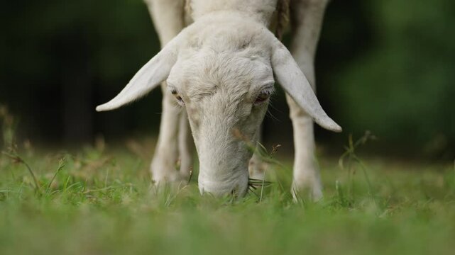 close up sheep on the meadow eating grass