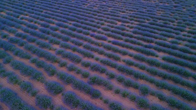 Lavender fields in bloom before being harvested. Aerial view from a drone at sunset. Cilleruelo de Arriba. Arlanza region. Burgos province. Autonomous community of Castilla y Leon. Spain. Europe