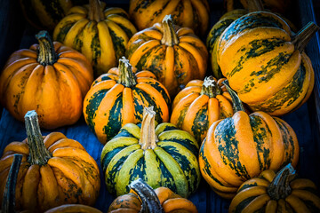 Kürbis, Kamo Kamo, Cucurbita pepo, Speisekürbis, Kürbisernte, Erntezeit, Kürbisfest, Baselland, Herbst, Schweiz