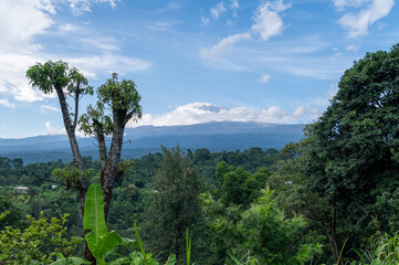 view on mt kilimanjaro with trees