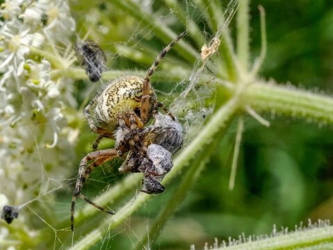 Aculepeira ceropegia, the oak spider with prey in the web