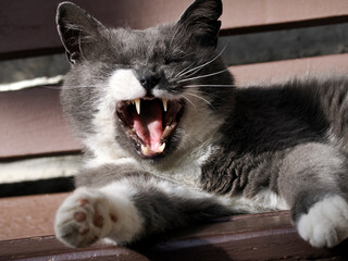 Cute kitten cat yawning in dolomites hut close up looking at you