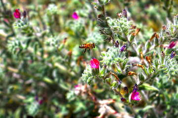 Bee and flowers background sunny