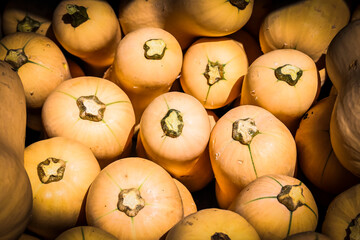 Kürbis, Butternut, Cucurbita Moschata, Speisekürbis, Butternusskürbis, Honiggeschmack,...