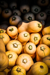 Kürbis, Butternut, Cucurbita Moschata, Speisekürbis, Butternusskürbis, Honiggeschmack,...
