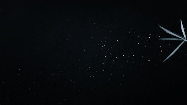 Beautiful freezing ice crystal flowers on window with black background, macro