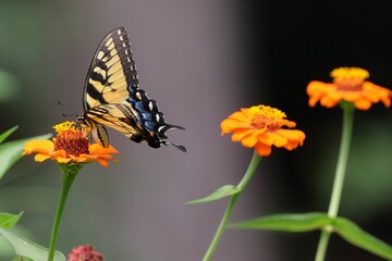 Close-up of a butterfly perched on vibrant flowers in a garden with blurry background