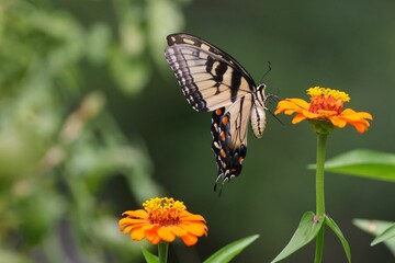 Close-up of a butterfly perched on vibrant flowers in a garden with green blur background