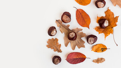 Autumn holiday frame composition with dry leafs and chestnuts on white backround. Creative layout...