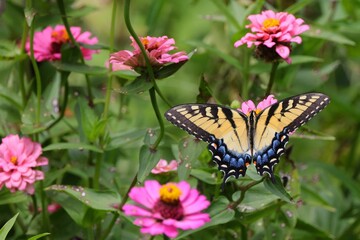 Close-up of a butterfly perched on vibrant flowers in a garden