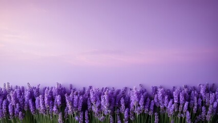 Fototapeta premium The lavender pastel purple aesthetic background brings a soothing and serene feel, perfect for any space needing a soft, cute lavender background with a minimal yet beautiful appeal