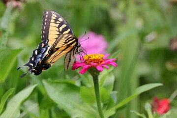 Vibrant butterfly hovering over bright flowers in a garden