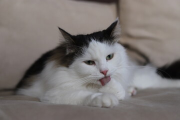 Fluffy siberian cat sitting on the sofa and licking his paw with his tong