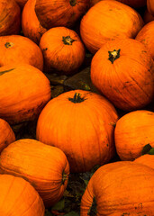pumpkins