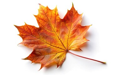 Obraz premium Autumn maple leaf isolated on white background with a tilted angle