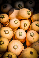 Kürbis, Butternut, Cucurbita Moschata, Speisekürbis, Butternusskürbis, Honiggeschmack,...