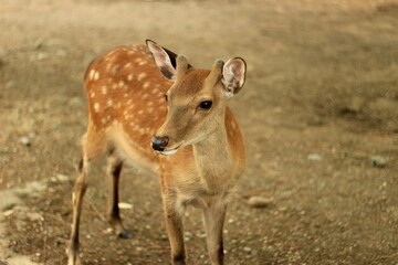 Close-Up of Young Deer in Natural Habitat in Nara Park, Japan
