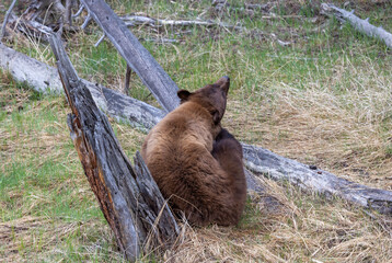 Black Bear in Springtime in Yellowstone National Park Wyoming