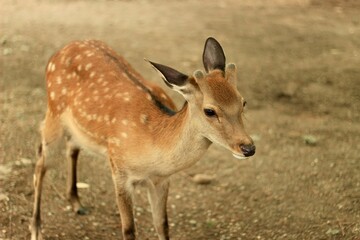 Close-Up of Young Deer in Natural Habitat in Nara Park, Japan