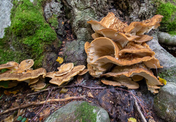 Bosco di Sant'antonio, Abruzzo