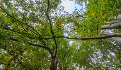Fototapeta premium Bosco di Sant'antonio, Abruzzo